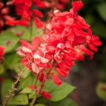 Gatineau-52