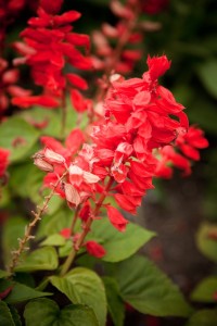 Gatineau-52